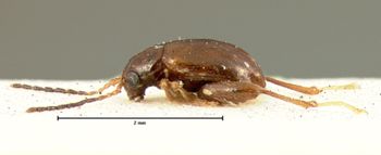 Media type: image; Entomology 18869   Aspect: habitus lateral view